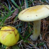 Hygrofor ariš: da li je moguće jesti, opis i fotografija